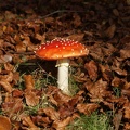 Fungi-2