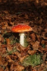 Fungi-3