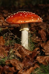 Fungi-4