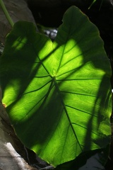 Leaves-1