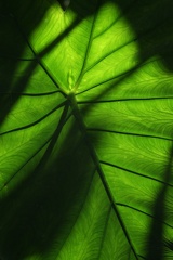 Leaves-2