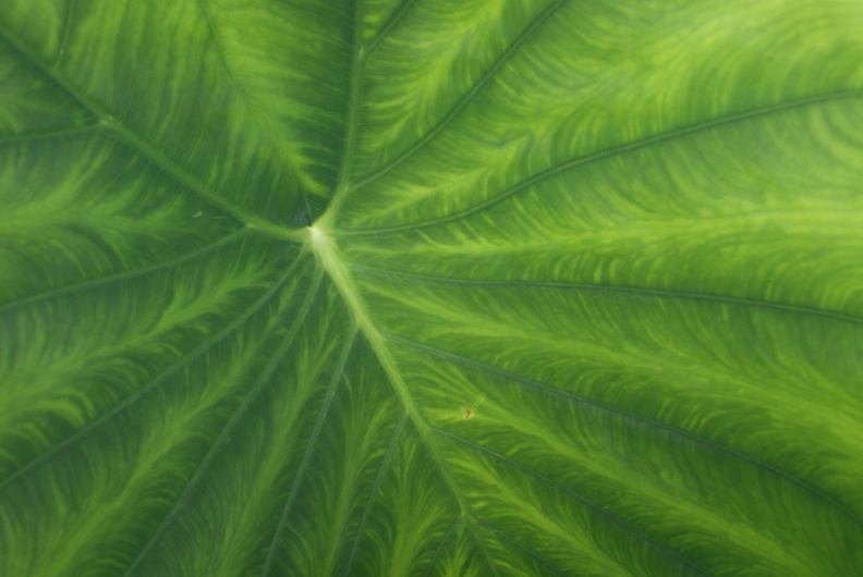Leaves-4.jpg