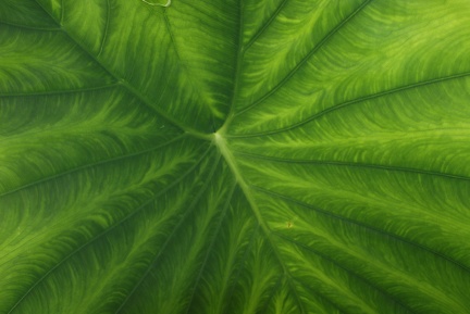 Leaves-5