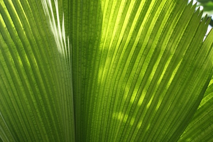 Leaves-6