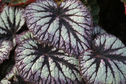 Leaves-7