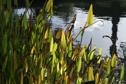 Leaves-8