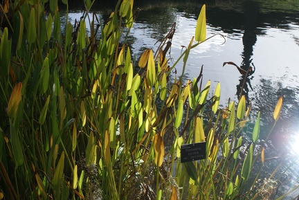 Leaves-9