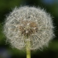 Weeds-1
