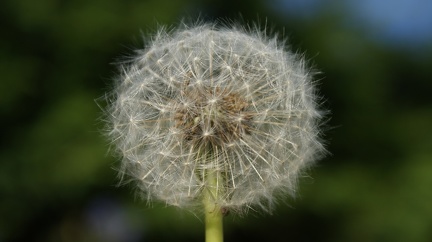 Weeds-1
