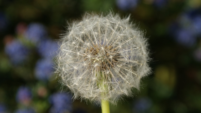Weeds-2.jpg