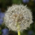 Weeds-2