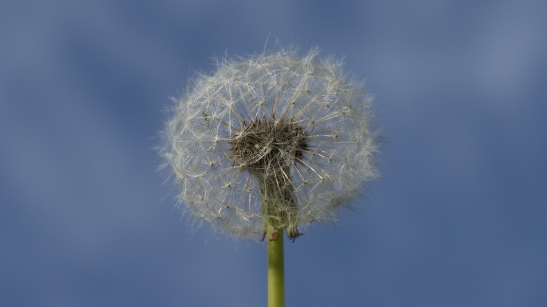 Weeds-3.jpg