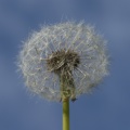 Weeds-3