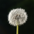 Weeds-4.jpg