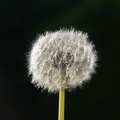 Weeds-4