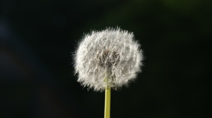 Weeds-4