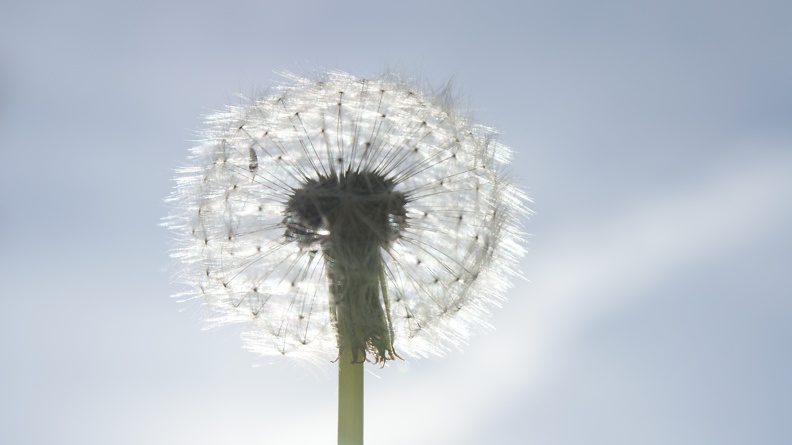 Weeds-5.jpg