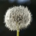 Weeds-6