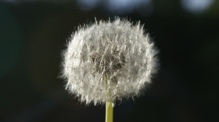 Weeds-6