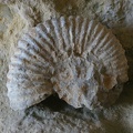 Shells And Fossils-1