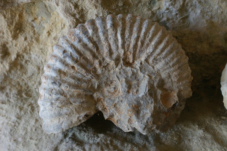 Shells And Fossils-2