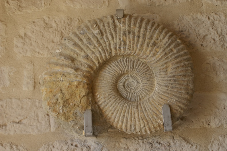 Shells_And_Fossils-3.jpg