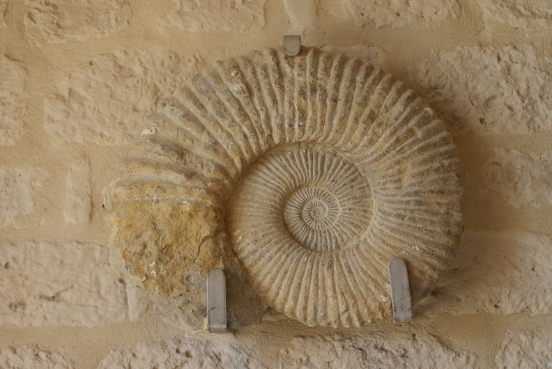 Shells_And_Fossils-4.jpg