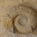 Shells And Fossils-4