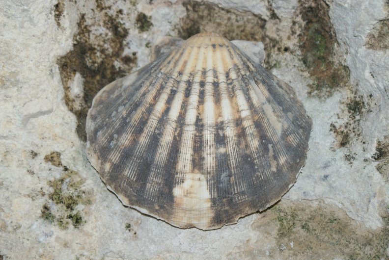 Shells_And_Fossils-5.jpg