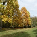 Autumn Trees-13