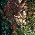 Autumn Trees-23