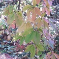 Autumn Trees-27