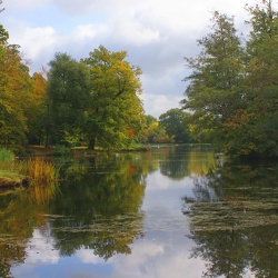 Autumn Trees