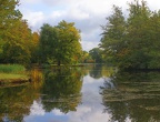 Autumn Trees