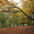 Autumn Trees-4