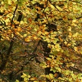 Autumn Trees-5