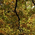 Autumn Trees-6