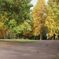 Autumn Trees-8