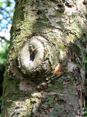 Bark-14