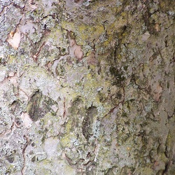 Bark