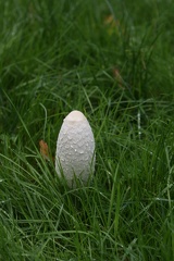 Fungi-2