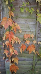 Leaves-1