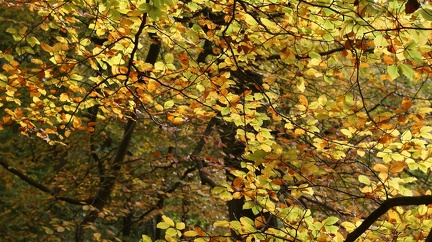 Leaves-2