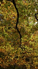 Leaves-3