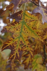 Leaves-4