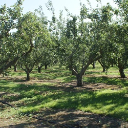 Orchards