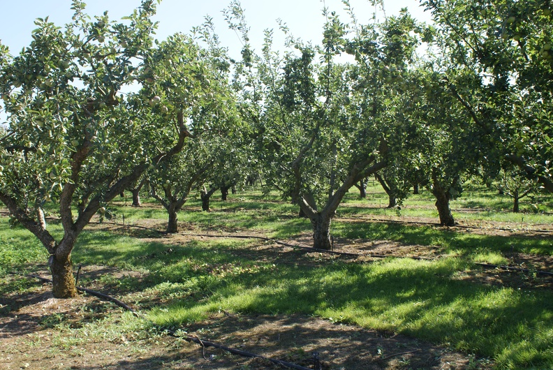 Orchards-1.jpg