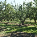 Orchards-1