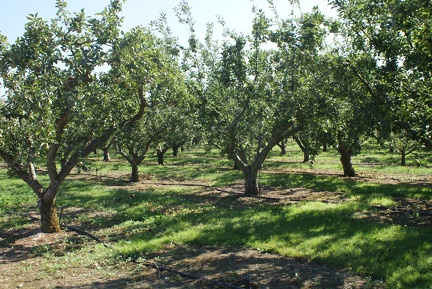 Orchards-1