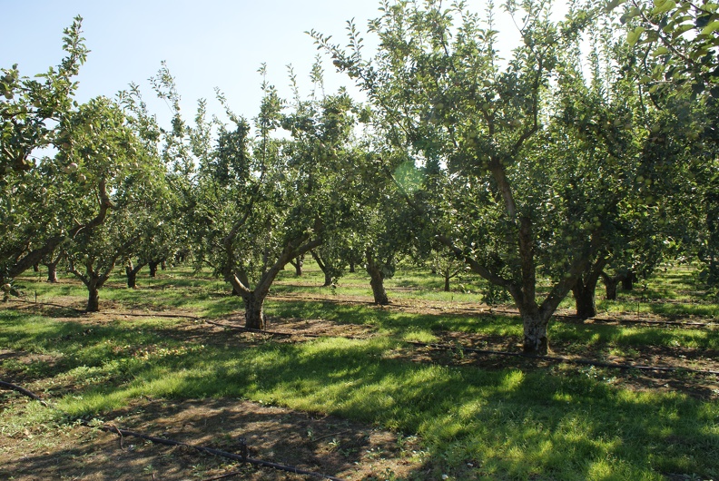 Orchards-2